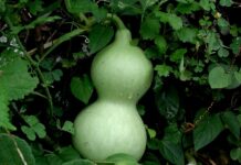 Start des dlv-Folgeprojekts in Ghana: Frauen stärken, ländliche Entwicklung und Ernährung sichern!